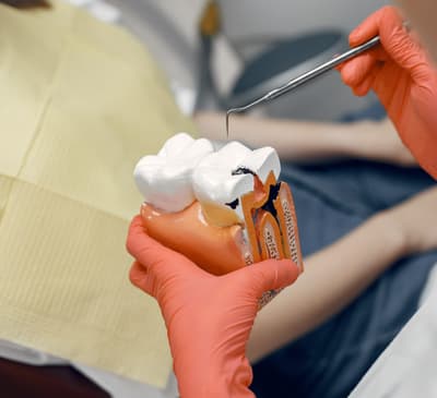 Dentist explaining a tooth model to a patient